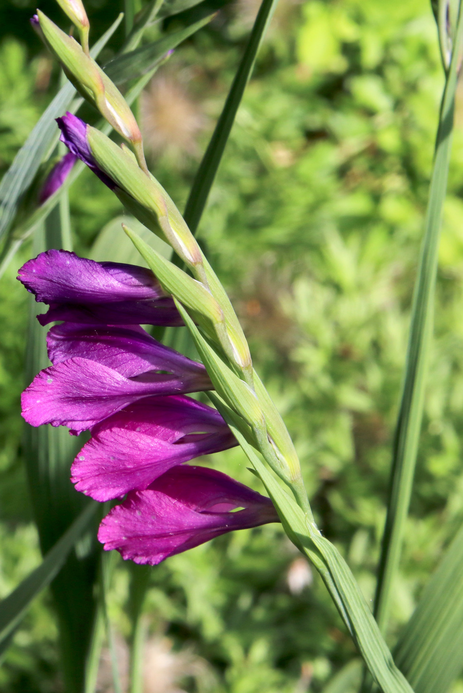 Image of Gladiolus tenuis specimen.