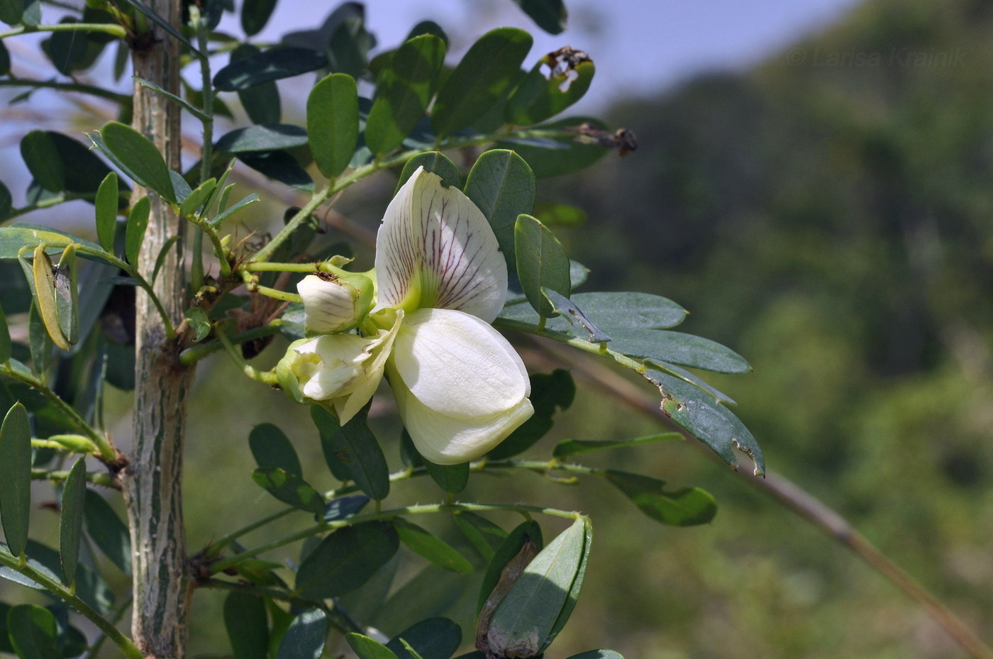Image of familia Fabaceae specimen.