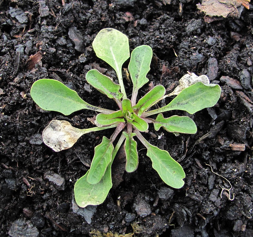 Image of Thlaspi arvense specimen.