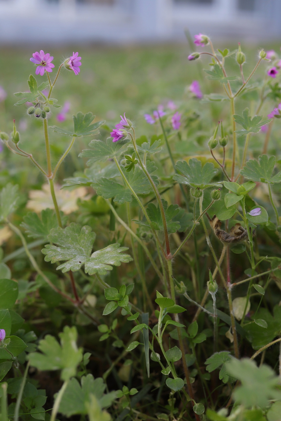 Изображение особи Geranium molle.