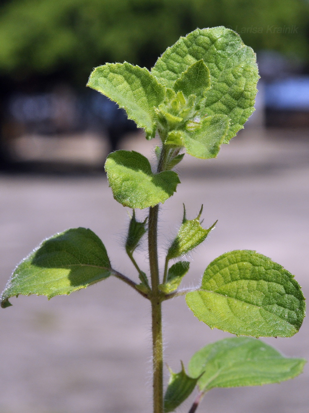 Image of Mesosphaerum suaveolens specimen.