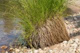genus Carex. Нижняя часть плодоносящего растения. Карелия, восточный берег оз. Топозеро, губа Нильмагуба, песчаный пляж. 31.07.2025.