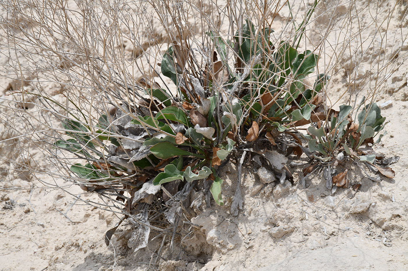 Изображение особи Limonium ferganense.