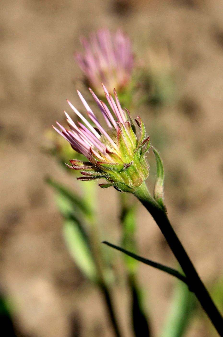 Image of Aster serpentimontanus specimen.
