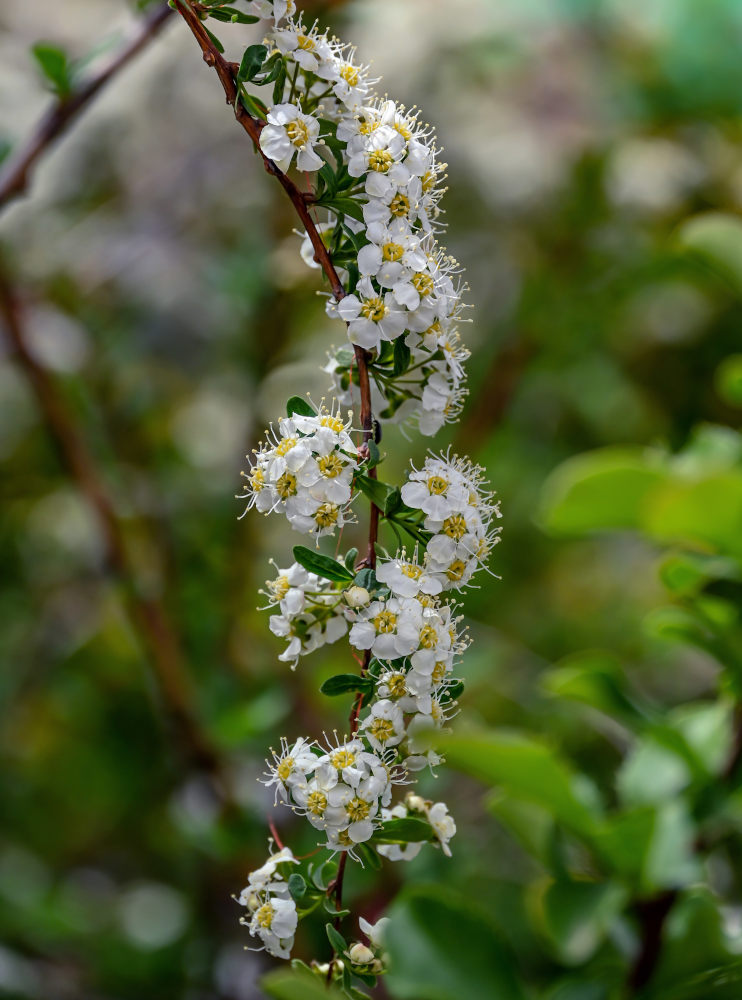 Image of Spiraea canescens specimen.