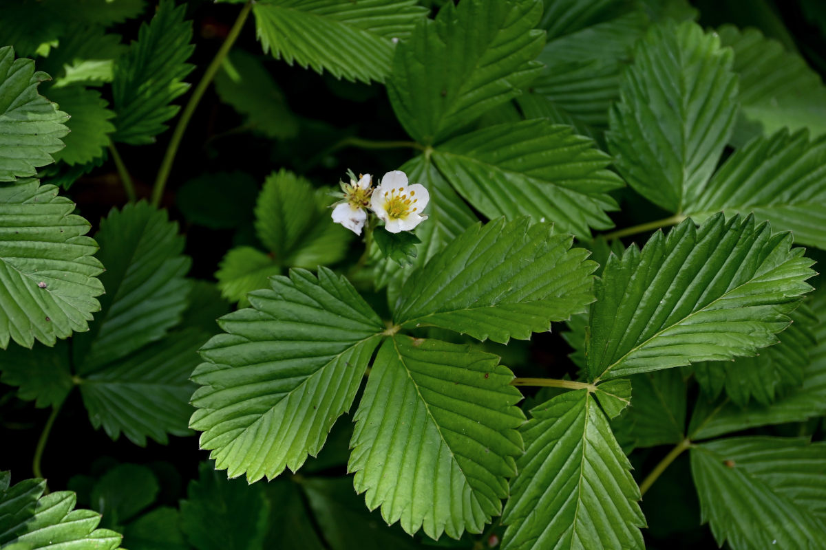 Image of genus Fragaria specimen.