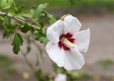 Hibiscus syriacus. Верхушка веточки с цветком. Ставропольский край, г. Пятигорск, городское озеленение. 27.09.2025.