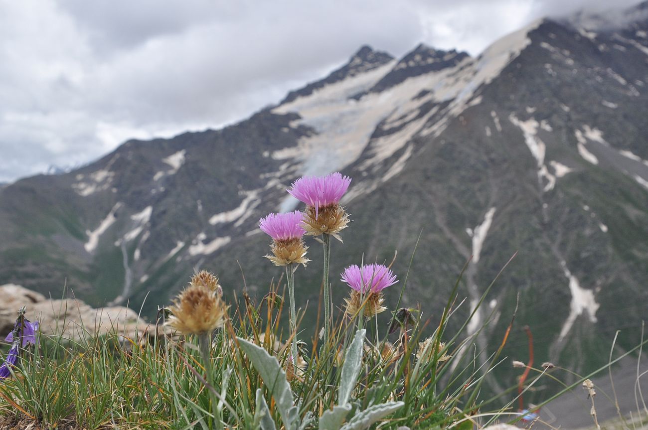 Изображение особи Psephellus caucasicus.
