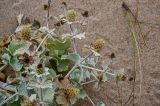 Eryngium maritimum. Верхушки побегов с соплодиями. Португалия, округ Лиссабон, устье р. Сизандру, песчаный пляж. 23.08.2025.