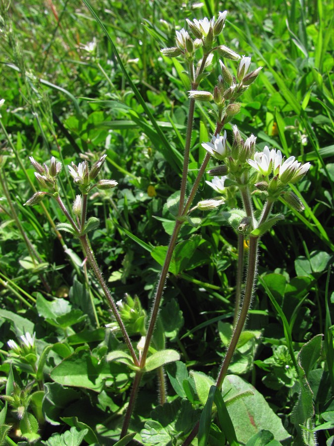 Изображение особи Cerastium glomeratum.