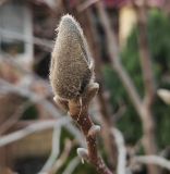 Magnolia × soulangeana. Цветочная почка. Волгоград, Красноармейский р-н, в культуре. 26.03.2026.