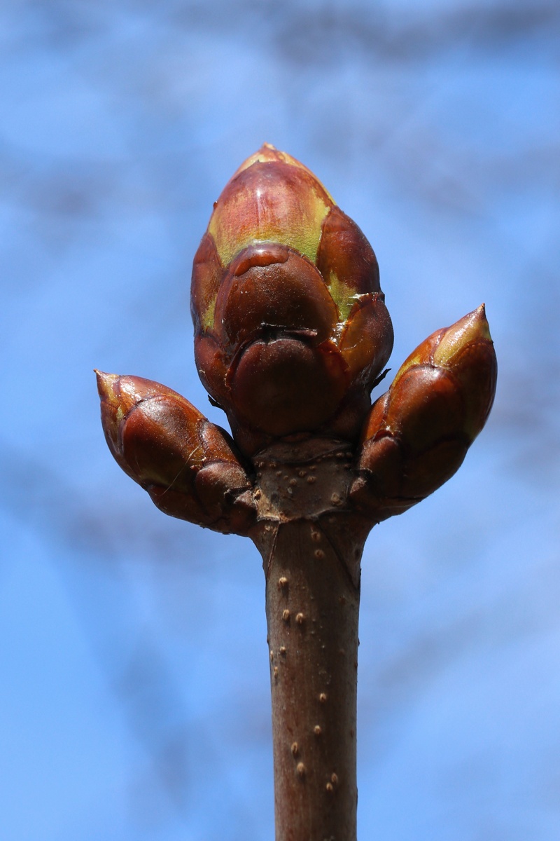 Image of Aesculus hippocastanum specimen.