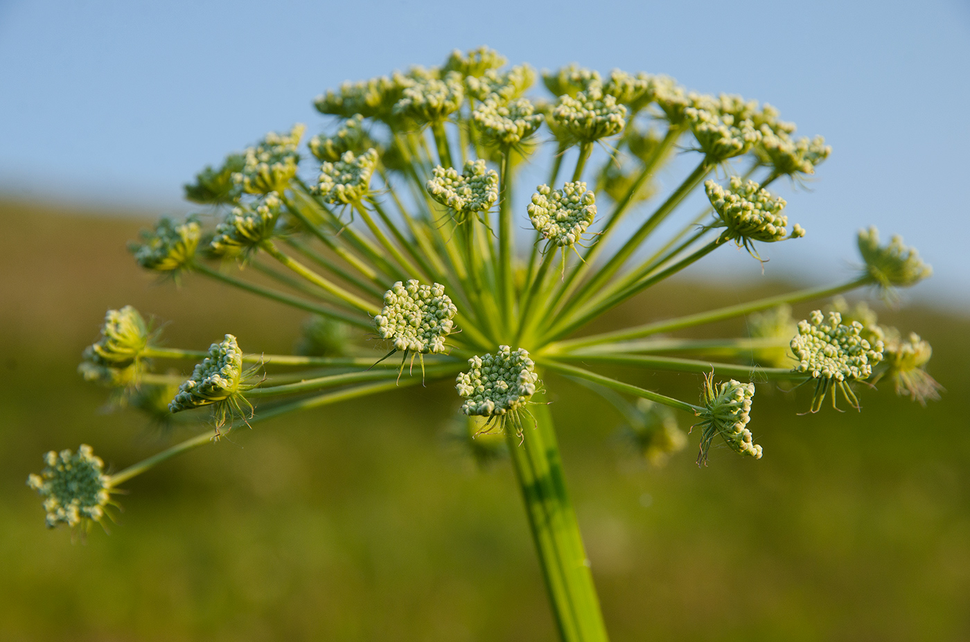 Изображение особи семейство Apiaceae.