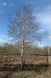 Populus subalpino-sajanensis. Цветущее мужское 16-летнее дерево после 14 лет культивирования. Красноярский край, Ермаковский р-н, пос. Танзыбей, в культуре. 25.04.2026.