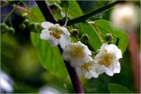 Actinidia kolomikta. Цветки и бутоны. Московская обл., Раменский р-н, окр. дер. Хрипань, садовый участок. 03.06.2026.