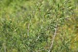 genus Amygdalus