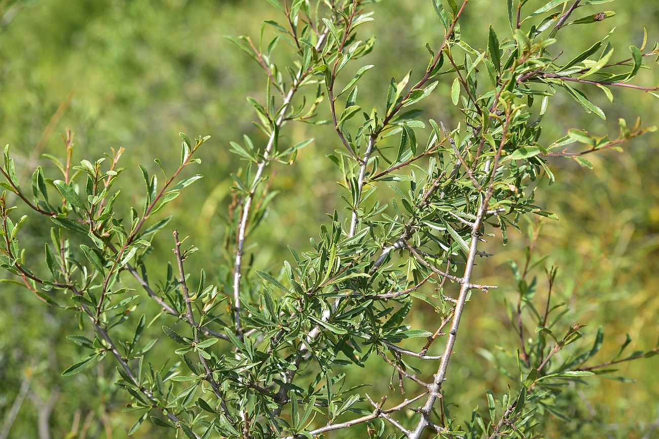 Image of genus Amygdalus specimen.