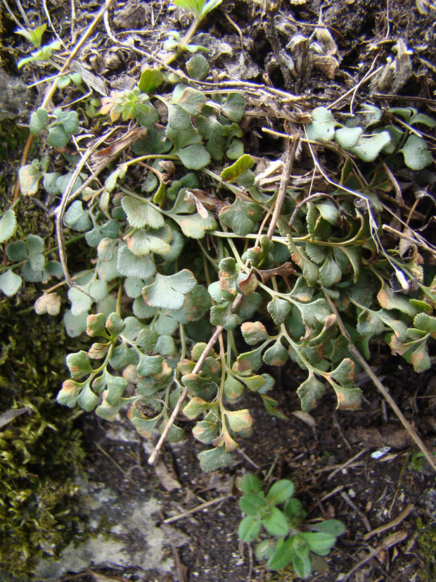 Изображение особи Asplenium ruta-muraria.