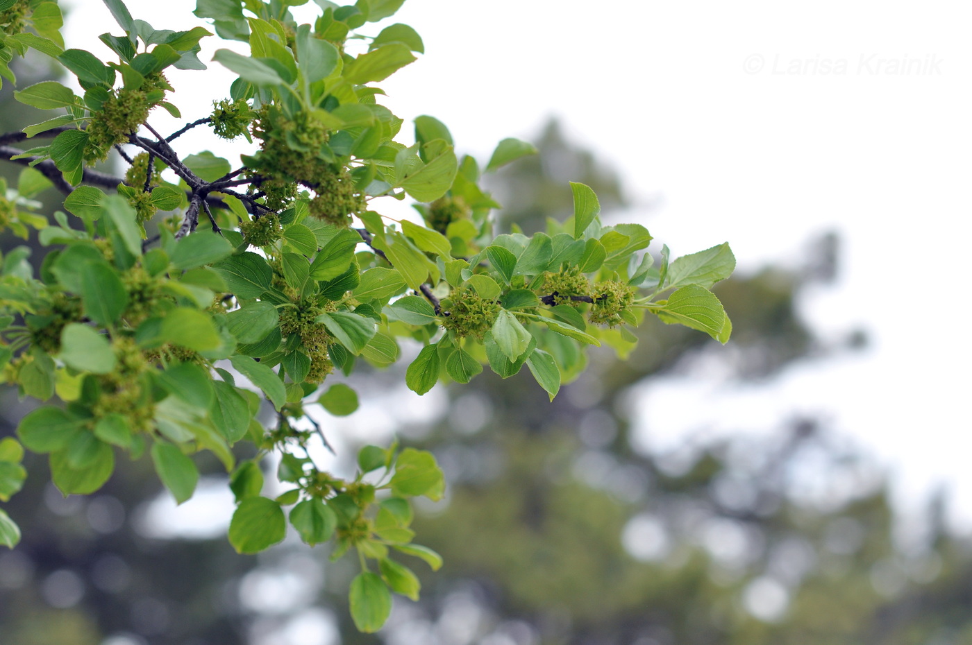 Image of Rhamnus cathartica specimen.