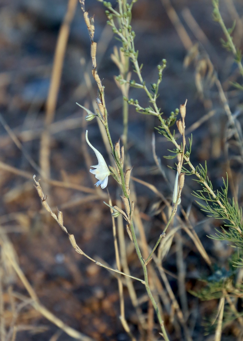 Image of Delphinium rugulosum specimen.