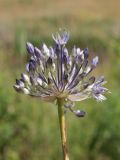 Allium caeruleum