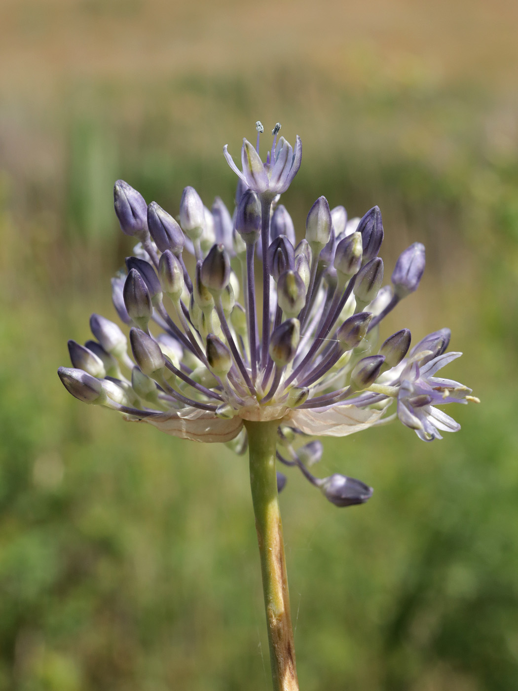 Image of Allium caeruleum specimen.