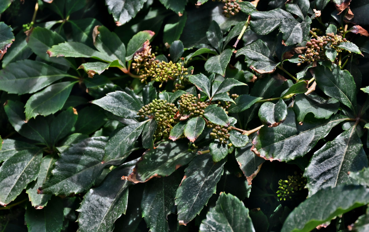 Изображение особи Parthenocissus quinquefolia.