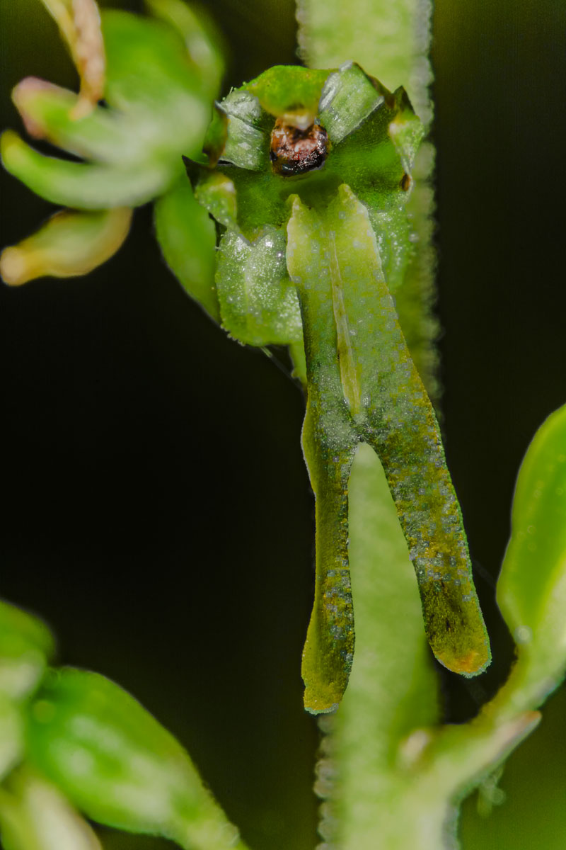 Image of Listera ovata specimen.