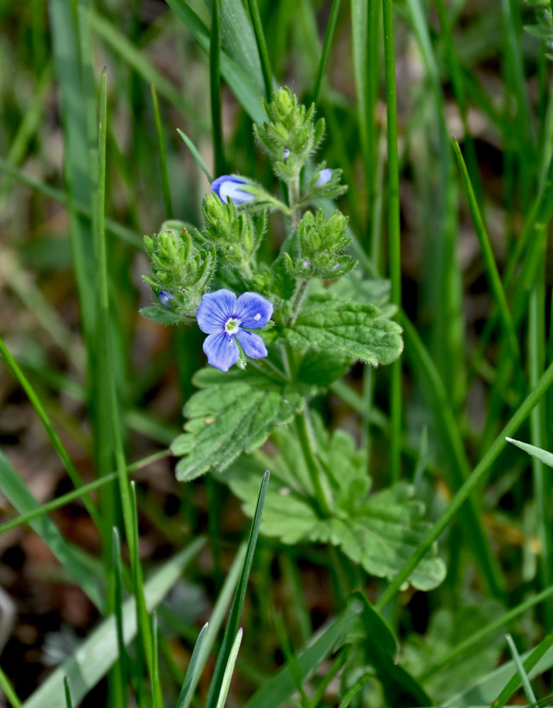 Image of Veronica chamaedrys specimen.