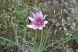 Tragopogon ruber