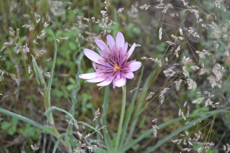 Image of Tragopogon ruber specimen.