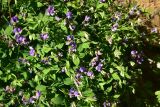 Lathyrus laxiflorus. Цветущие растения. Турция, ил Артвин, р-н Юсуфели, окр. дер. Дамлаташ, выс. 1800 м н.у.м., поляна на краю леса. 13 июня 2026 г.