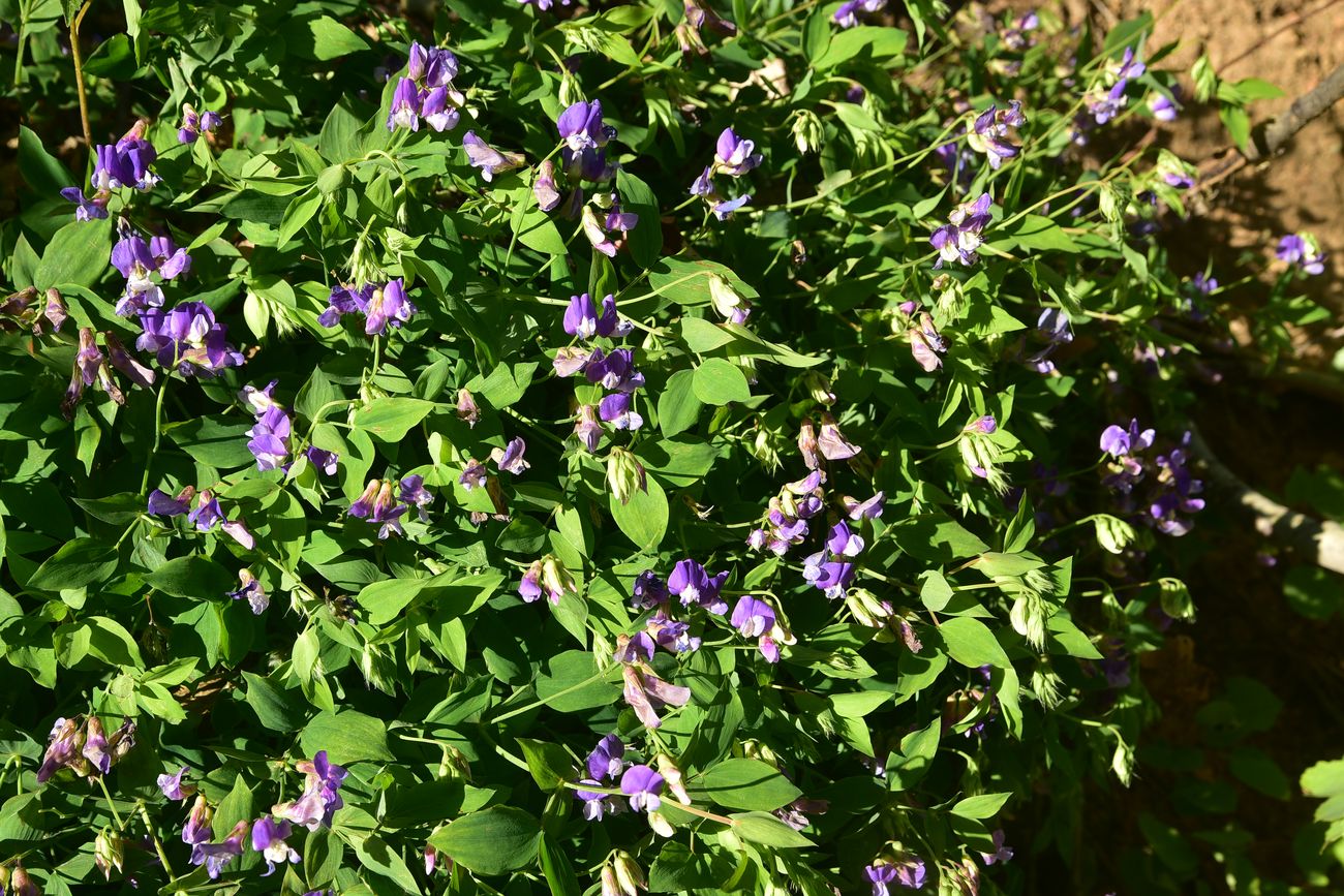 Image of Lathyrus laxiflorus specimen.