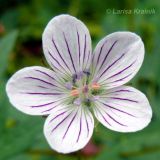 Geranium sieboldii. Цветок. Приморский край, Уссурийский р-н, окр. с. Монакино. 02.07.2008.