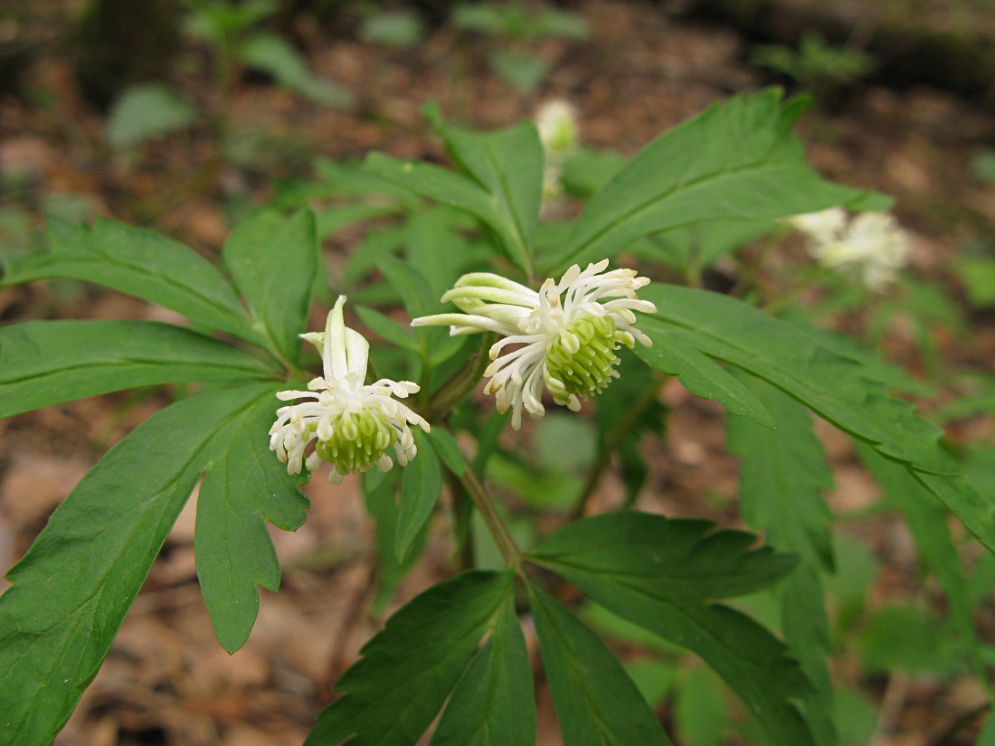 Изображение особи Anemone reflexa.