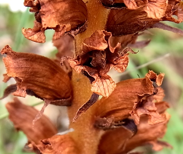 Изображение особи Orobanche gracilis.