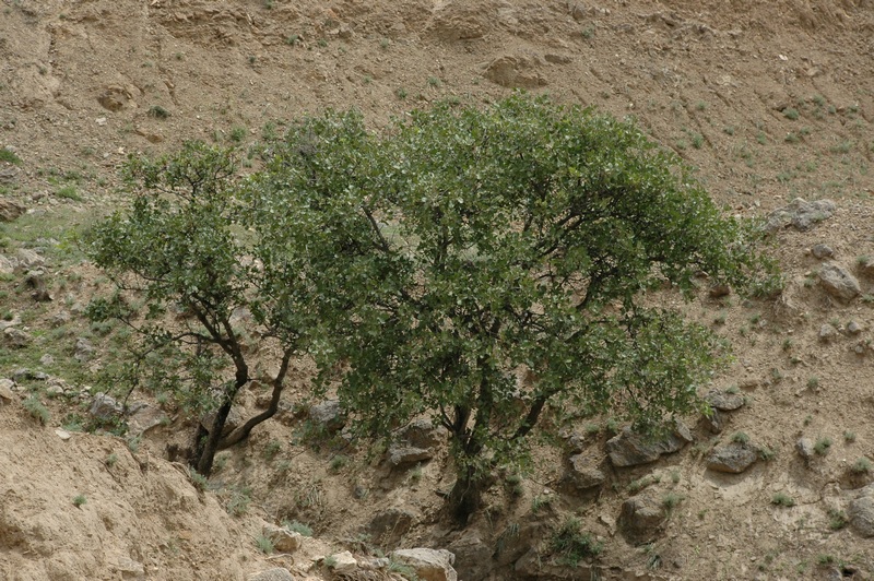 Image of Pistacia vera specimen.