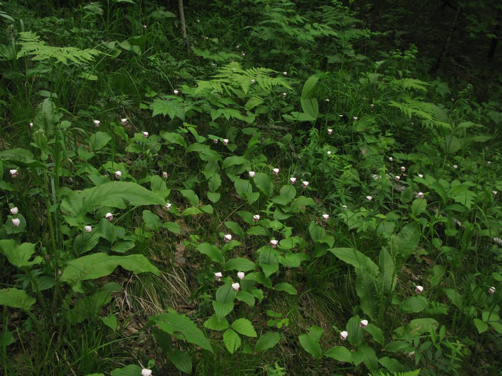 Image of Cypripedium guttatum specimen.