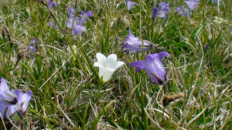 Изображение особи Campanula tridentata.