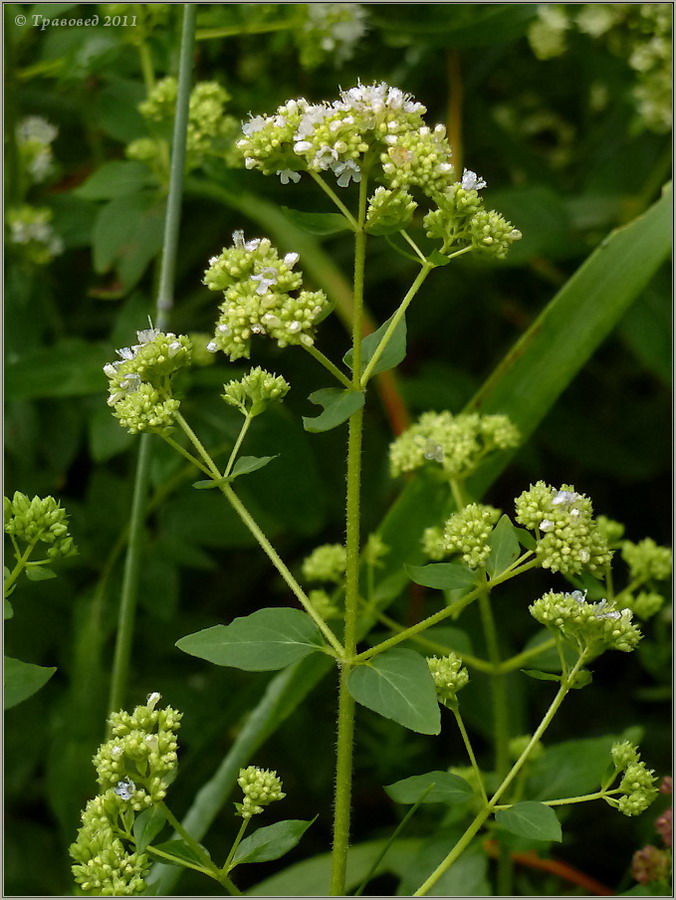 Изображение особи Origanum vulgare.