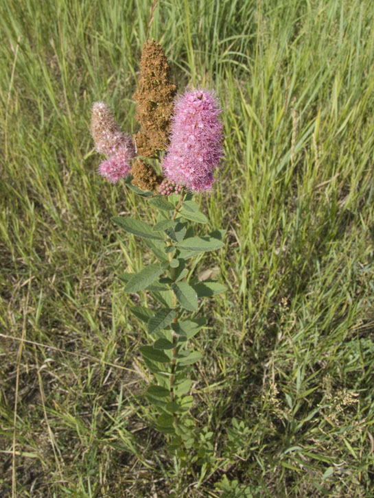 Изображение особи Spiraea &times; billardii.