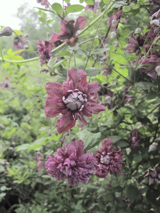 Изображение особи Clematis viticella.