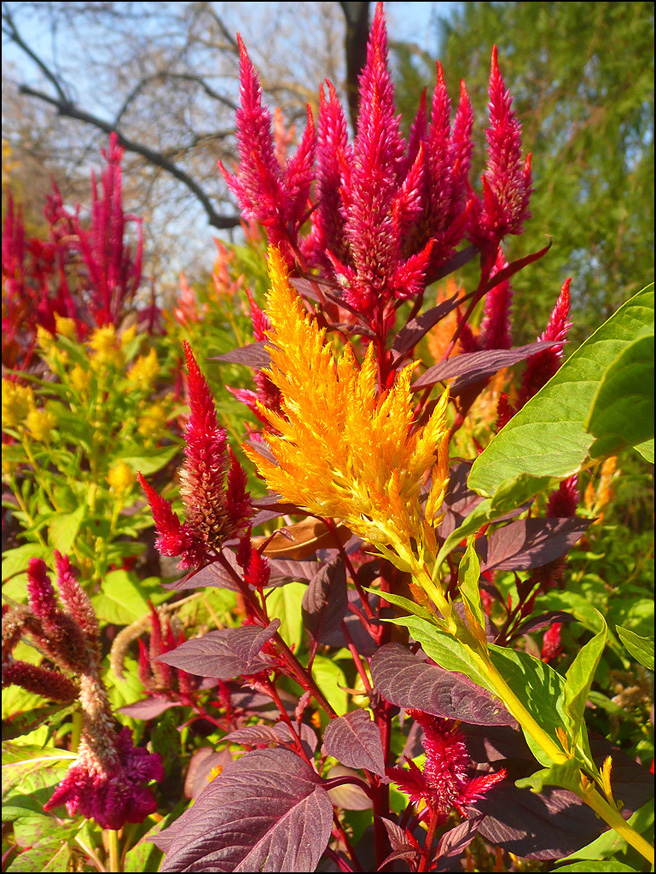 Image of Celosia argentea specimen.