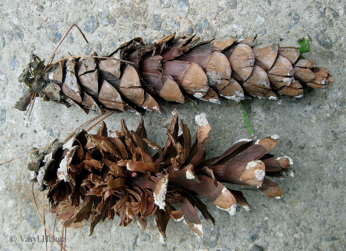 Image of Pinus strobus specimen.