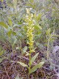 Dactylorhiza viridis