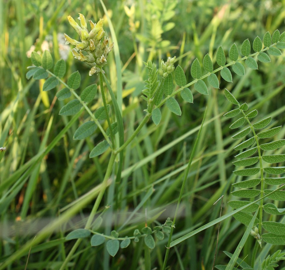 Image of Astragalus cicer specimen.