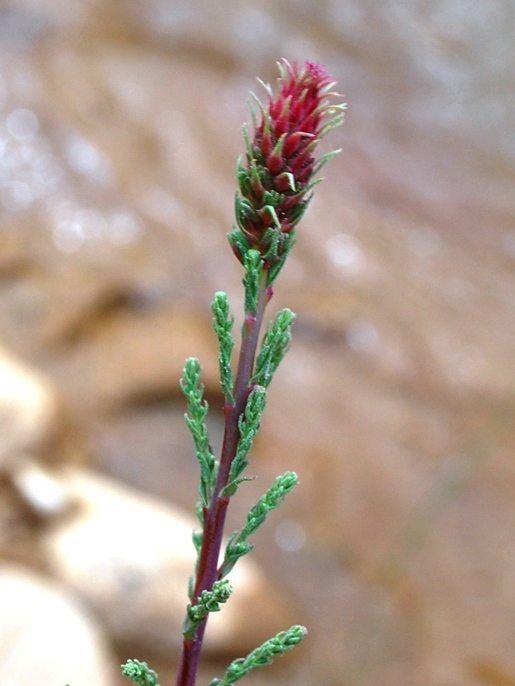 Image of Myricaria bracteata specimen.