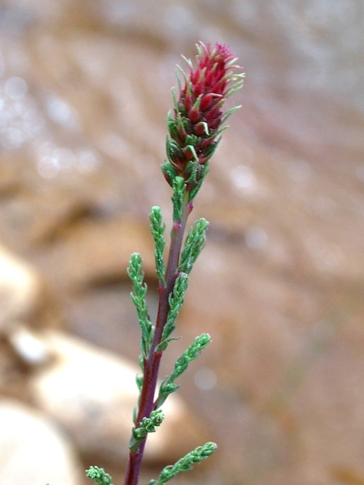 Изображение особи Myricaria bracteata.