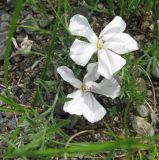 Convolvulus ammannii