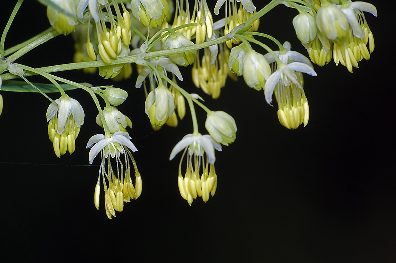 Изображение особи Thalictrum lucidum.